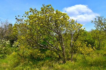 Mediterranean vegetation with small trees in springtime