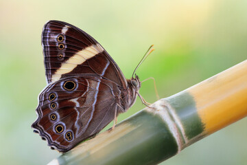 The Banded Treebrown butterfly standing on a bamboo stick