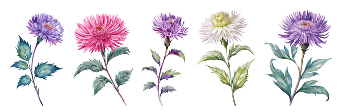 Set of Aster flowers different colors. September birth month flowers watercolor paintings. Vector illustrations isolated on white background	