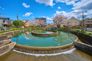 春の桜咲く神奈川県川崎市高津区の久地円筒分水(小杉,溝口,根方ぼり側から)
