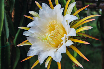 A beautiful close up image of a white flower with vibrant yellow petals