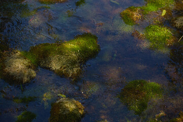 Tranquil underwater landscape with vibrant green moss and reflections