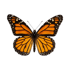Fototapeta premium vibrant monarch butterfly with striking orange and black wings, showcasing its beauty