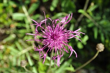 Bergflockenblume