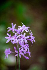 Fototapeta premium Fiori viola di Tulbaghia violacea, erba aglio 