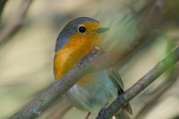 robin perching on a twig close-up portrait