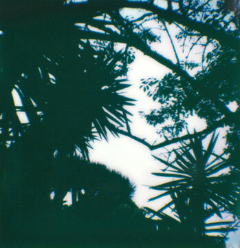 silhouette of a tree in the fog