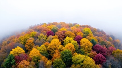 Autumnal forest canopy, vibrant colors, mist-shrouded hills.  A breathtaking aerial view of a forest in autumn, showcasing a vibrant display of fall foliage. 