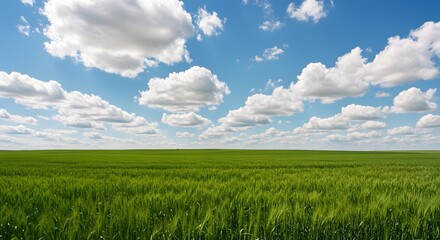 Obraz premium Serene Summer Wheat Field Under a Sky Adorned with Puffy White Clouds