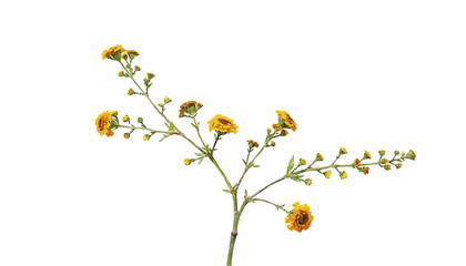 Yellow flowers branching against a white background 