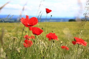 Obraz premium red poppies blooming at a field in Saxony, Germany