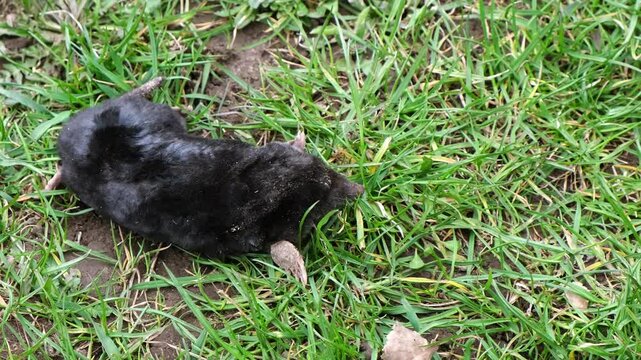 A mole is on the surface among green grass in the garden. Talpa europaea top view close-up. Animal with black fur. Garden pest concept. Lawn saving problems. High quality 4k footage.