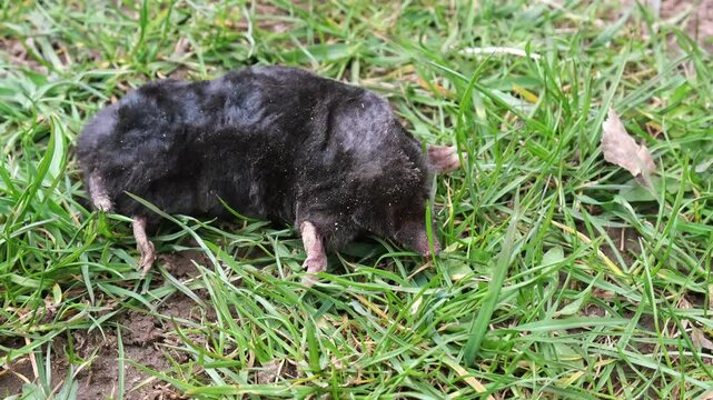 A mole is on the surface among green grass in the garden. Talpa europaea side view close-up. Animal with black fur. Garden pest concept. Lawn saving problems. High quality 4k footage.