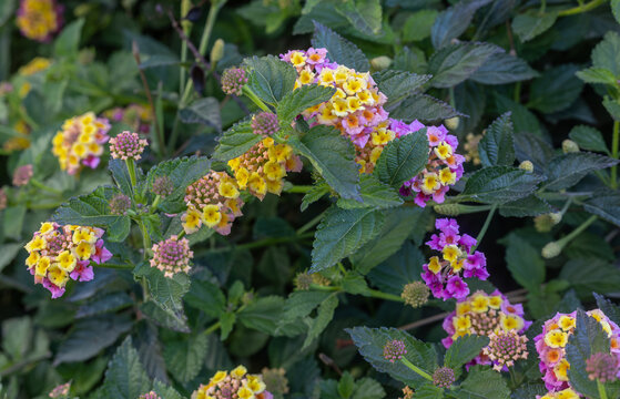 Beautiful pink Lantana camara flowers in the garden. Its Turkish name is verbena.
