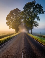 Fototapeta premium Serene foggy morning on country road lined with majestic trees
