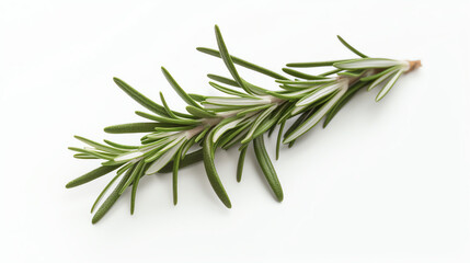 Fototapeta premium This vibrant green rosemary sprig stands out against a clean backdrop, ideal for cooking and aromatic uses in various dishes.