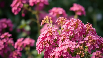 Obraz premium purple flowers in the garden