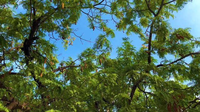 Windblown Green Leaves And Tamarinds Of Tamarind Tree On Bright Blue Sky Background Compound Of A Sylvan Monastery At Bangkok, Thailand. 08 MAR 2025. A.M.