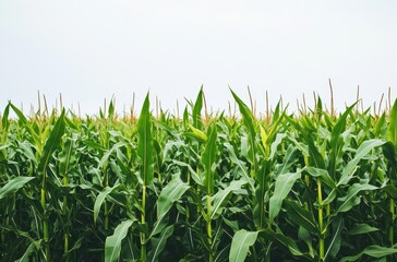 Fototapeta premium Lush Green Cornfield under a Clear Sky with Tall Plants Growing Healthy and Vibrant in a Rural Landscape Representing Agriculture and Farming Practices