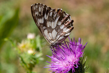 Macro Fiori e Insetti Farfalla Marrone