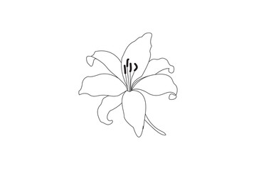A minimalist line drawing of a lily flower, featuring clean, black outlines against a stark white background.