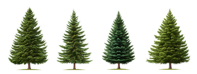 Four pine trees in different sizes, isolated on a transparent background PNG