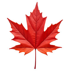 Red Maple Leaf On White Background For Fall Marketing_