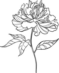 Hand drawn vector lush pion. Botanical illustration isolted.