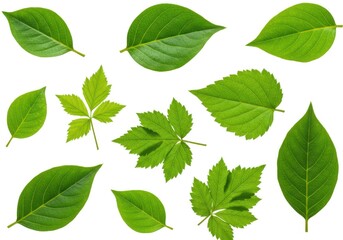Naklejka premium Collection of various green leaves, top view style isolated on white background