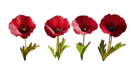 Obraz premium Vibrant red flowers display delicate petals and lush green leaves in stunning detail.