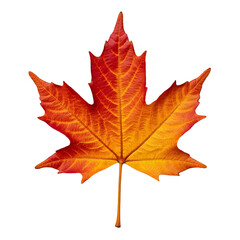 Obraz premium Red And Orange Maple Leaf On White, Autumn Season Icon