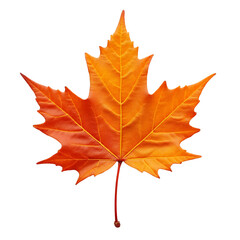 Obraz premium Orange Maple Leaf Isolated On White For Autumn Designs