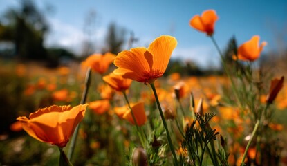 Obraz premium Vibrant Orange California Poppies Bloom Brightly in Sunny Field, Displaying Delicate Petals and Lush Green Foliage. Nature's Beauty at its Best!