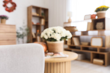Beautiful autumn interior of living room with coffee table, shelving units and chrysanthemum flowers. Blurred view
