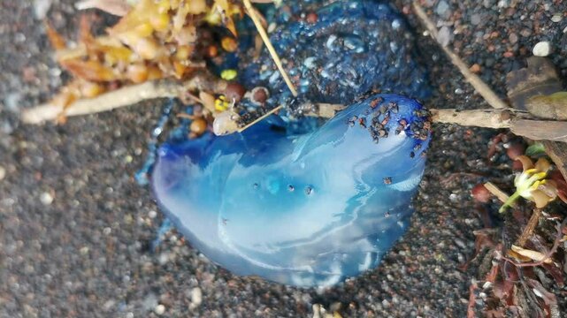 Azoren, Portugal: Eine portugiesische Galeere (Physalia physalis) liegt am Strand. Diese gef&auml;hrliche Staatsqualle ist lebensgef&auml;hrlich und beeindruckt durch ihre leuchtenden Farben.