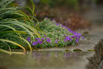 Blue cushions on a wall in the rain, nature shot