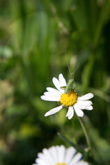 small grasshopper on daisies, focus shot on a meadow