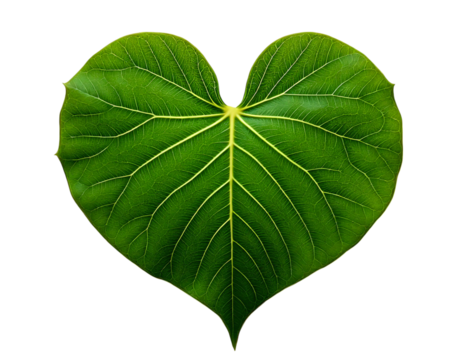 A vibrant green leaf, shaped like a heart, rests on a clean white background.  Its intricate vein structure is clearly visible, creating a beautiful natural pattern.