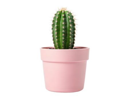 cactus in a pink pot isolated PNG