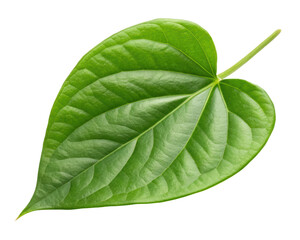 Obraz premium betel leaf isolated PNG