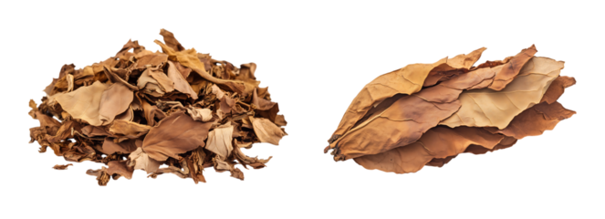 Close up of brown, natural whole textured tobacco leaves and cigarettes isolated on a transparent background