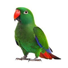 A vibrant green eclectus parrot, showcasing its striking plumage and captivating gaze against a pure white backdrop.