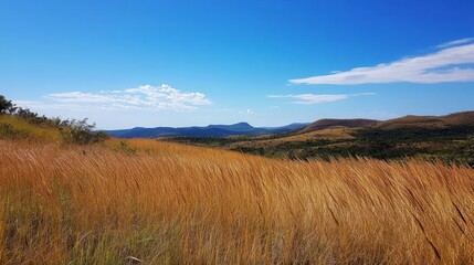 Golden grass field stretches towards distant hills under a vibrant blue sky.