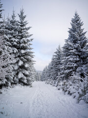 Fototapeta premium Snowy Forest