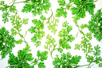 Fototapeta premium Intricate parsley sprig pattern, delicate leaves , decoration, culinary