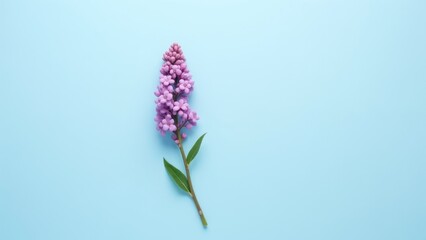 Obraz premium Pink Flower On Blue Background, Still Life