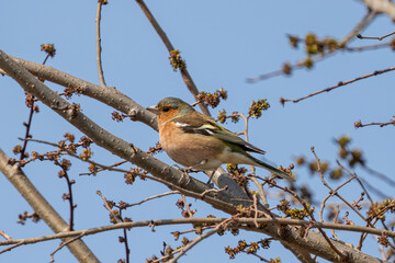 Eurasian Chaffinch (Fringilla coelebs) on a Tree Branch
