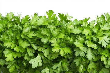 Obraz premium Herbs Background. Fresh Green Herb Frame on White Background with Copy Space