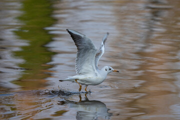 Seagull Taking Flight Over Calm Lake