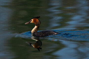 Great Crested Grebe (Podiceps cristatus) Swimming on Tranquil Lake